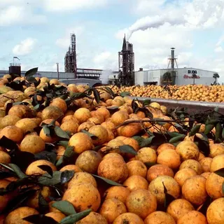 thumbnail for publication: Citrus Industry